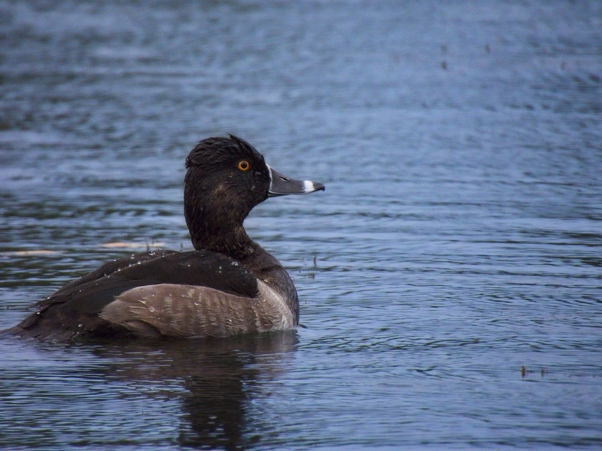 Ring-necked Duck - ML642830205