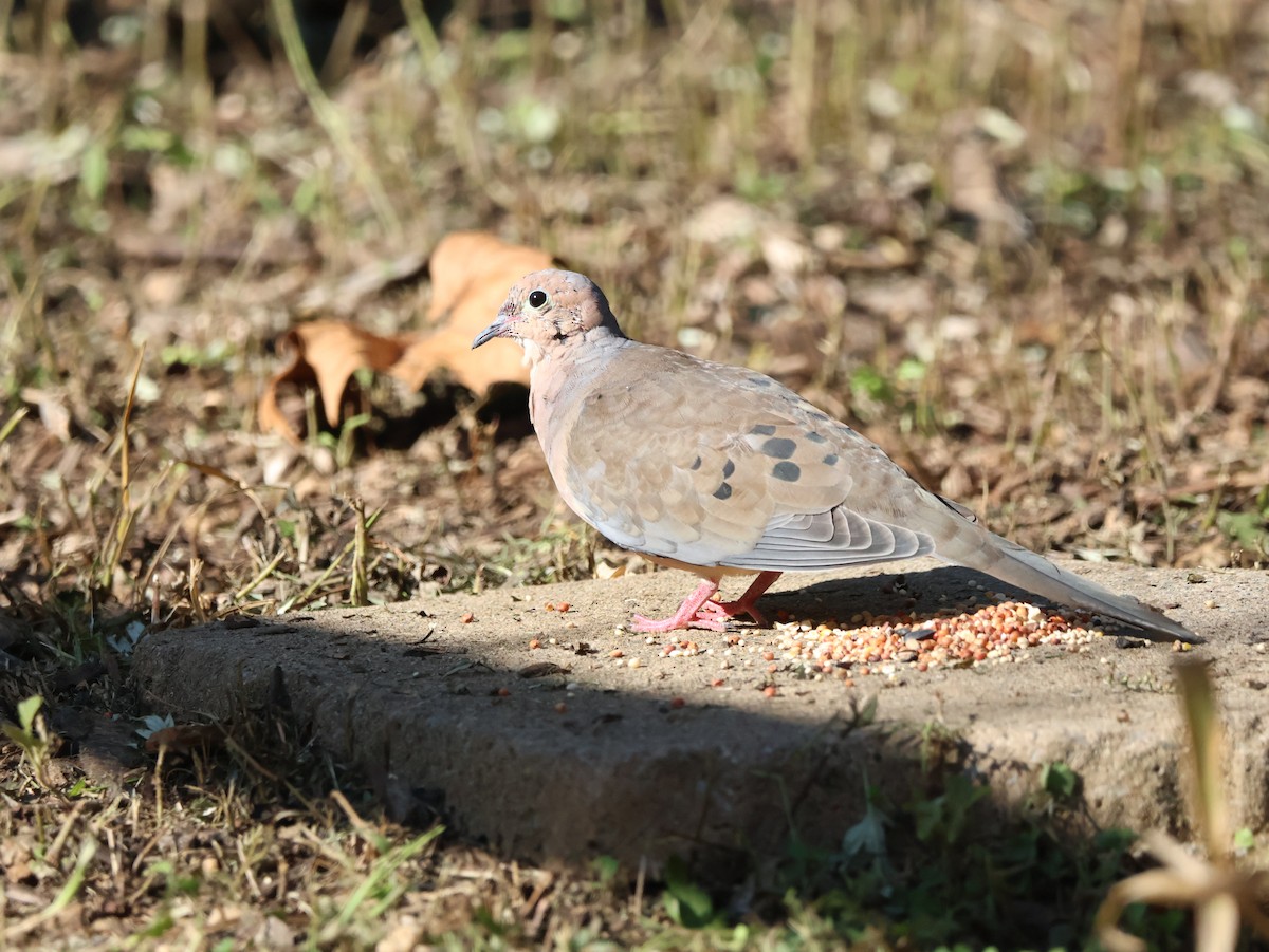 Mourning Dove - ML642830211