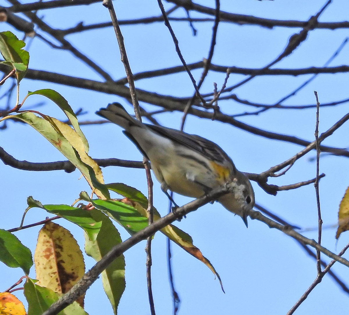 Yellow-rumped Warbler - ML642830212