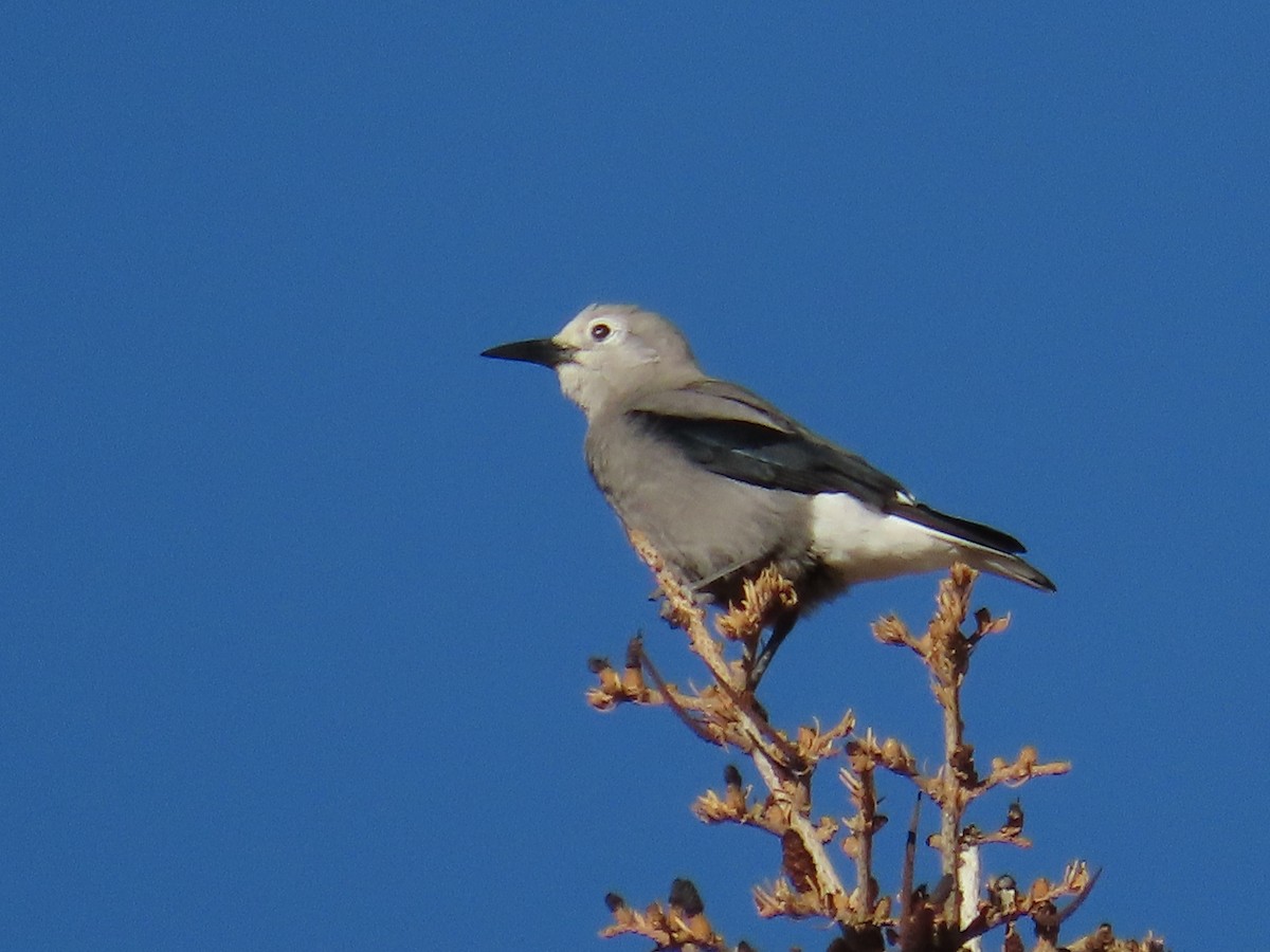 Çam Kargası - ML642830213