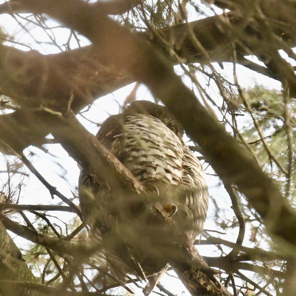 Powerful Owl - ML642830216