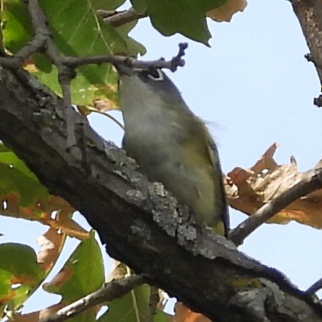 Blue-headed Vireo - ML642830220