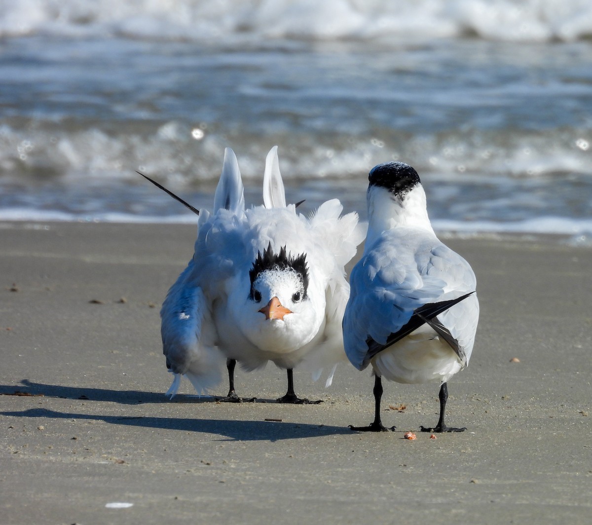 Royal Tern - ML642830221