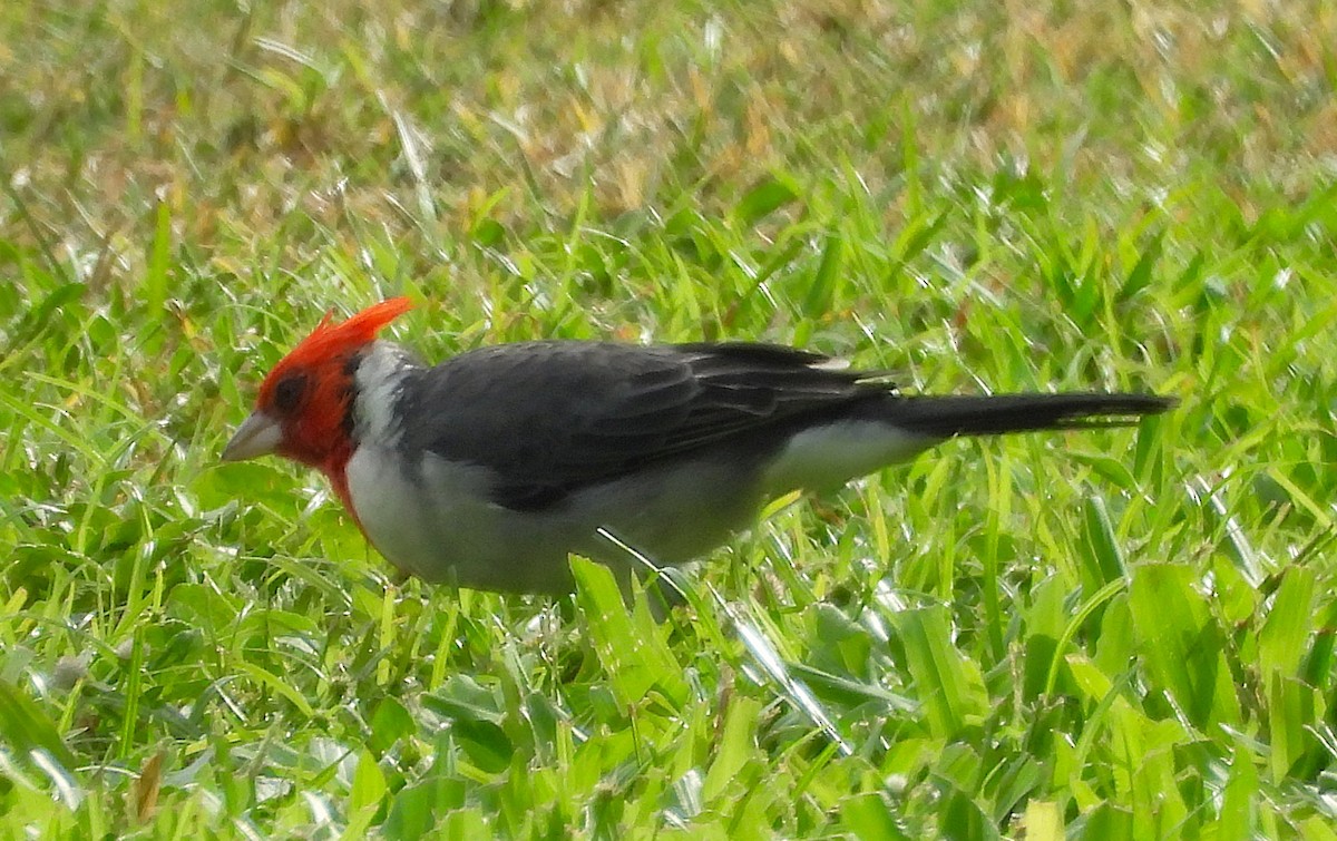 Red-crested Cardinal - ML642830224