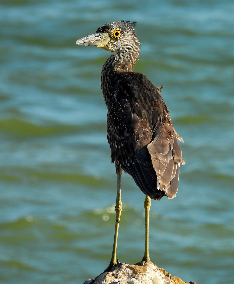 Yellow-crowned Night Heron - ML642830238