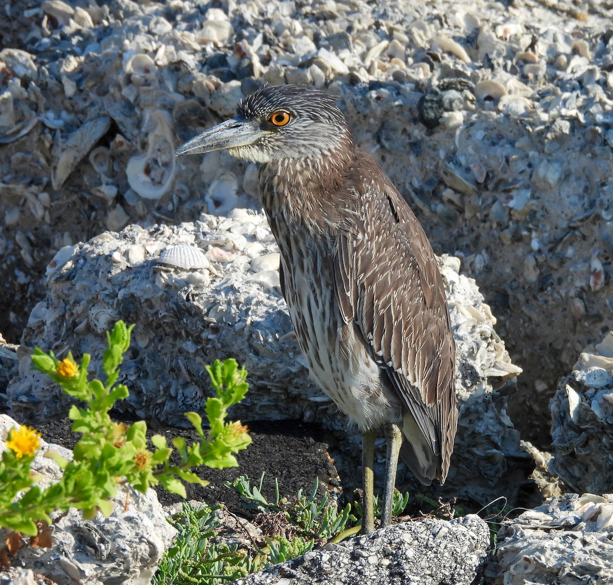 Yellow-crowned Night Heron - ML642830239