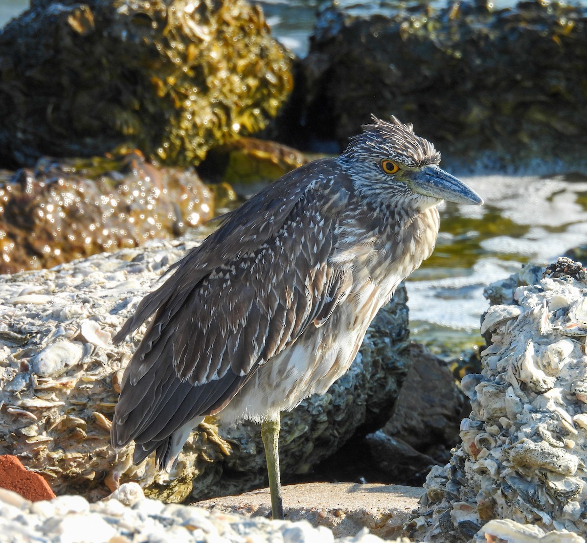 Yellow-crowned Night Heron - ML642830240