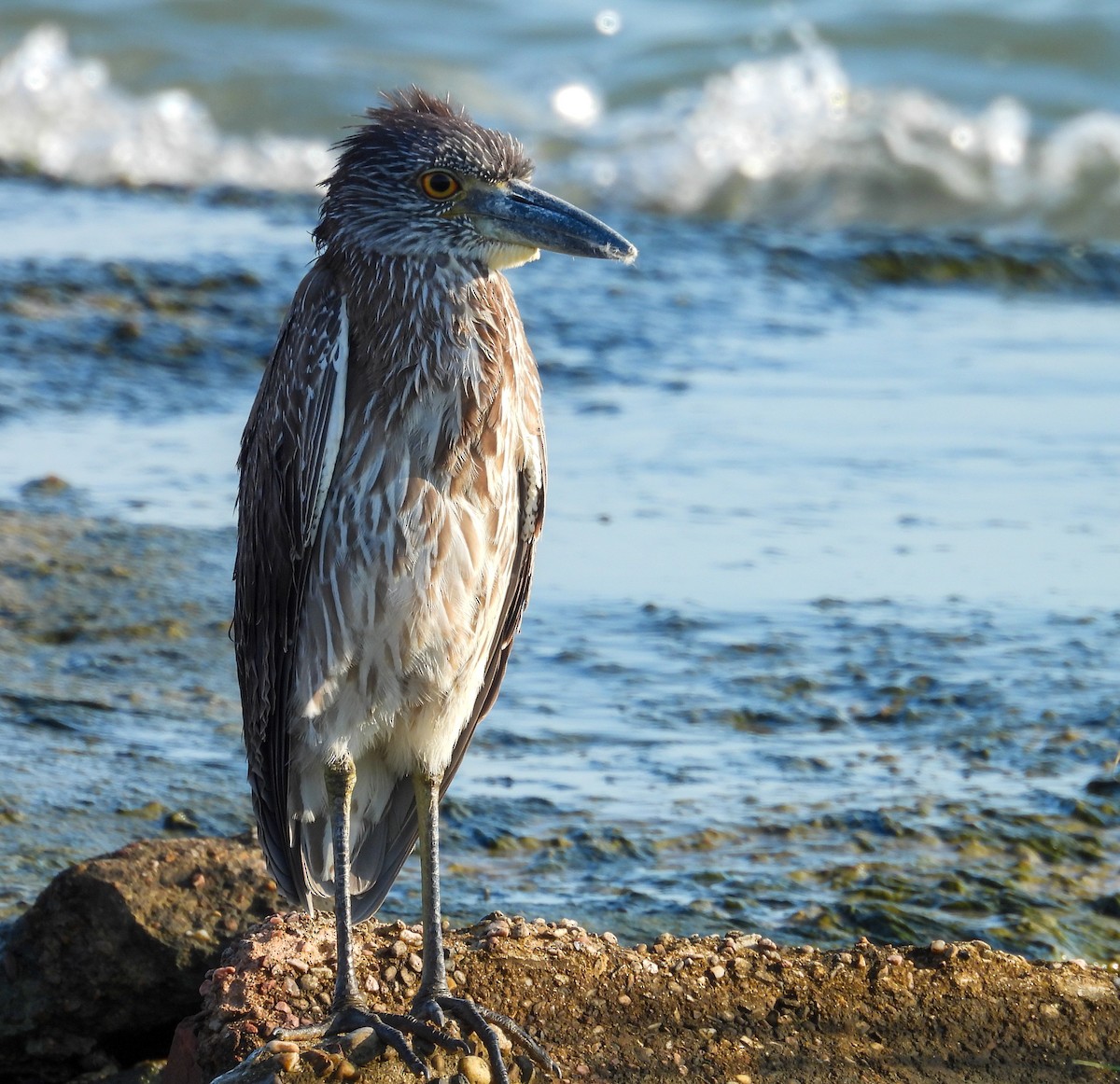 Yellow-crowned Night Heron - ML642830241