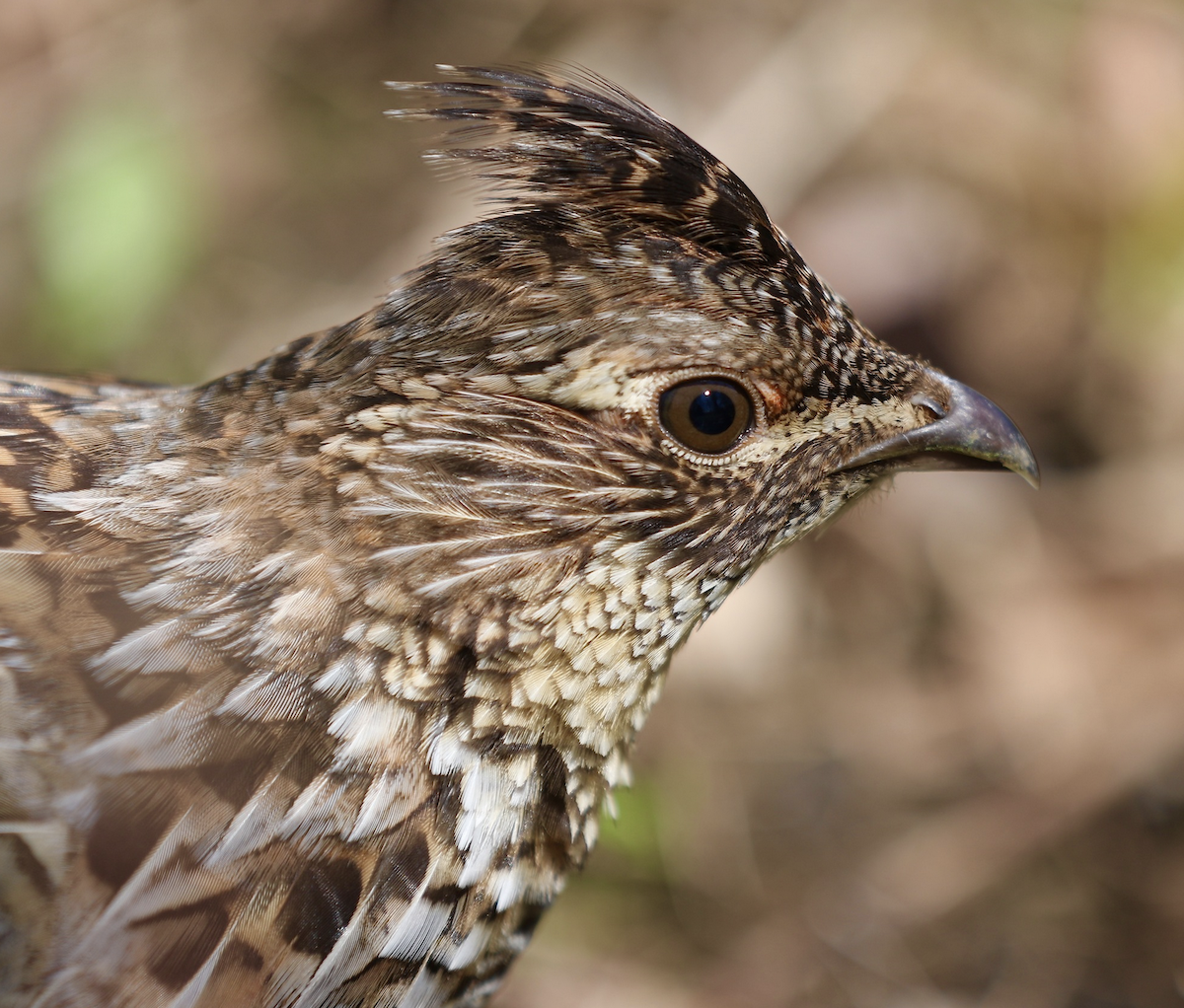 Ruffed Grouse - ML642830242