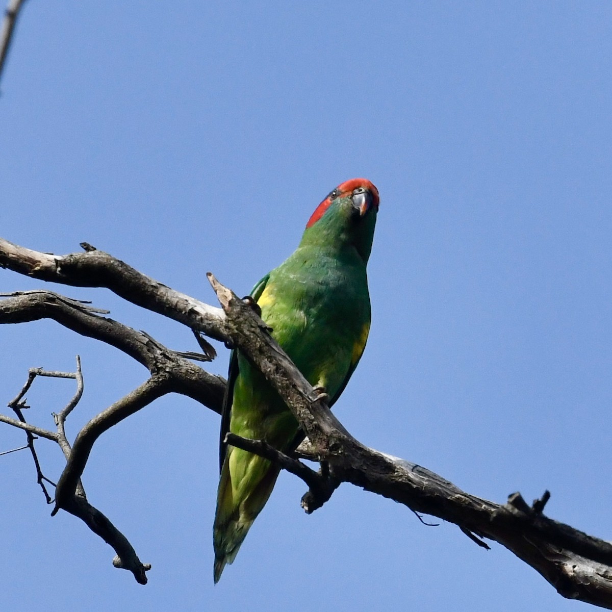 Musk Lorikeet - ML642830246