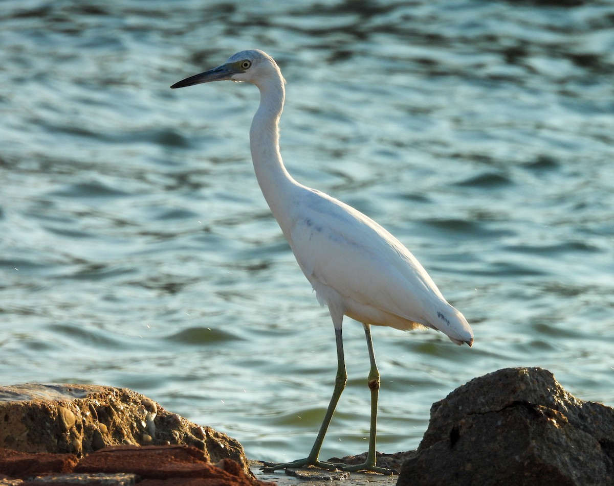 Little Blue Heron - ML642830248