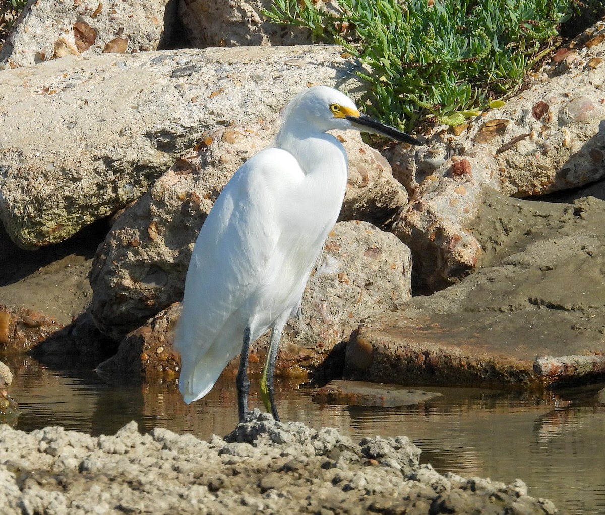 Snowy Egret - ML642830252