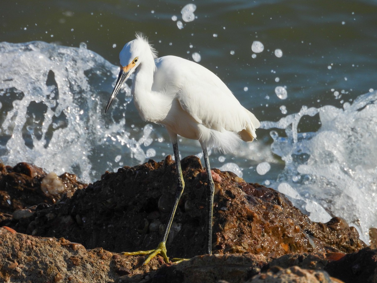 Snowy Egret - ML642830253