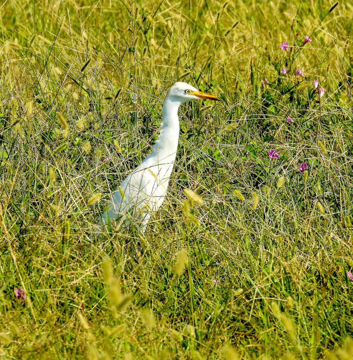 Western Cattle-Egret - ML642830257