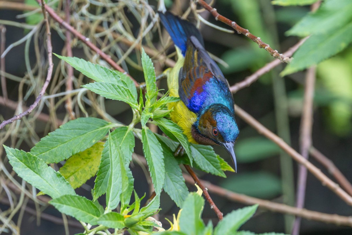 Brown-throated Sunbird - ML642830268