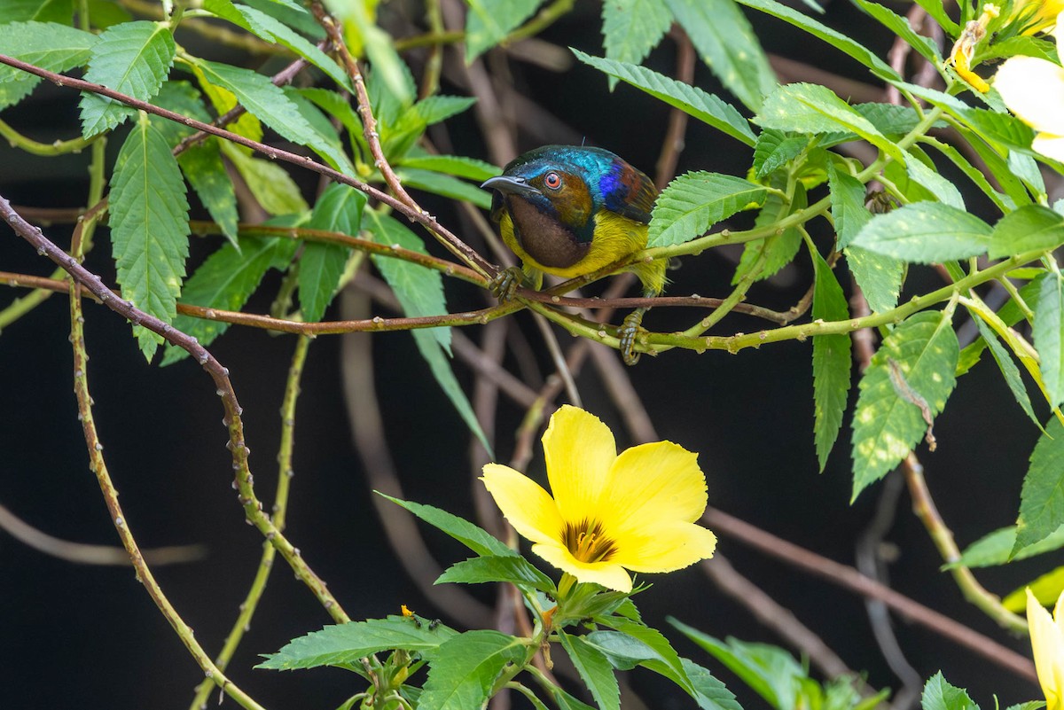 Brown-throated Sunbird - ML642830270