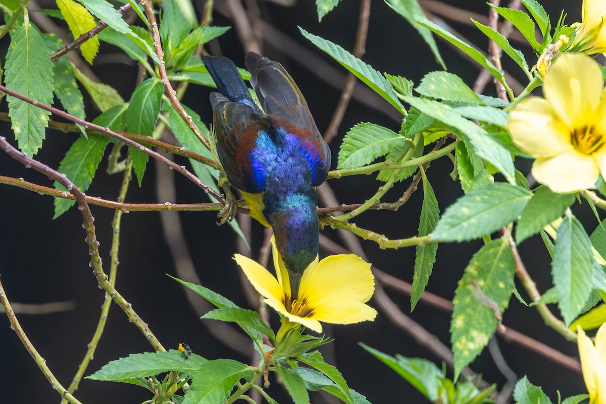 Brown-throated Sunbird - ML642830271