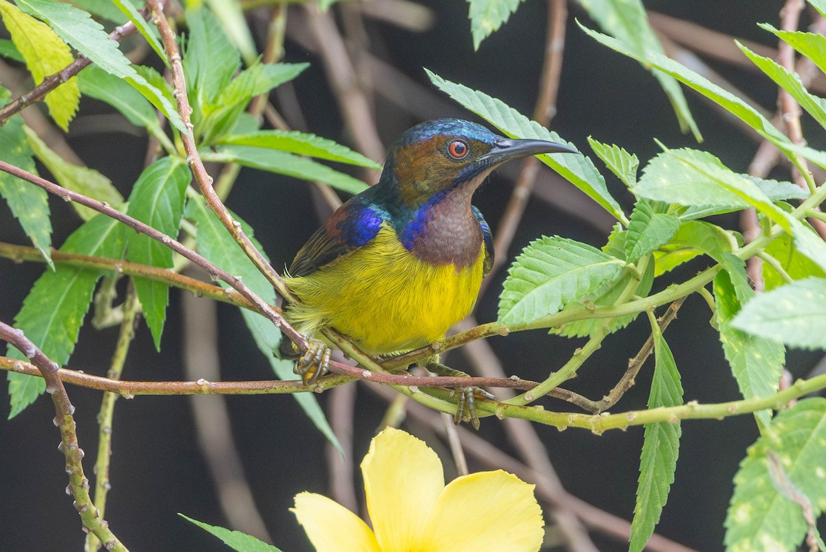 Brown-throated Sunbird - ML642830272