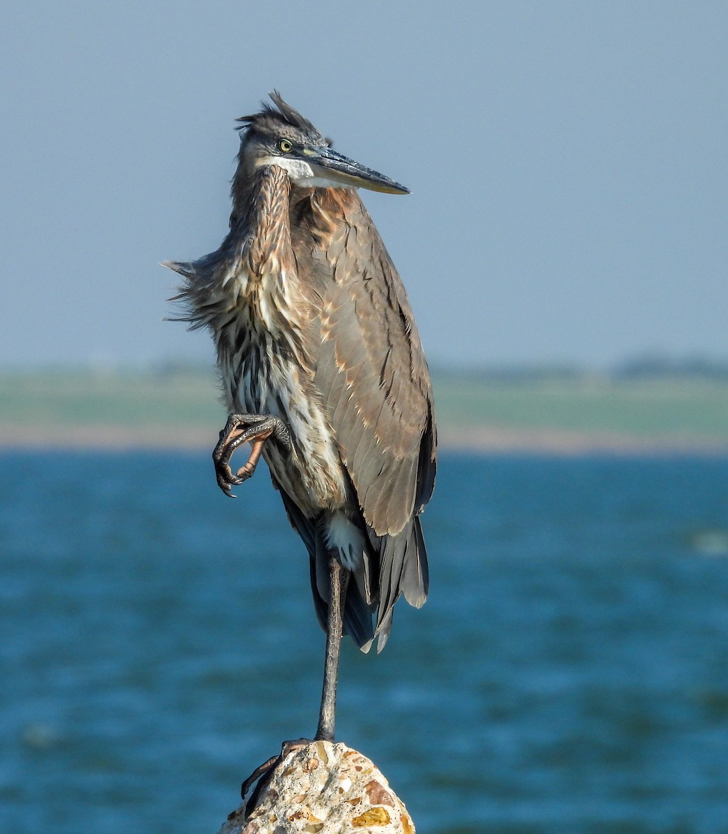 Great Blue Heron - ML642830275