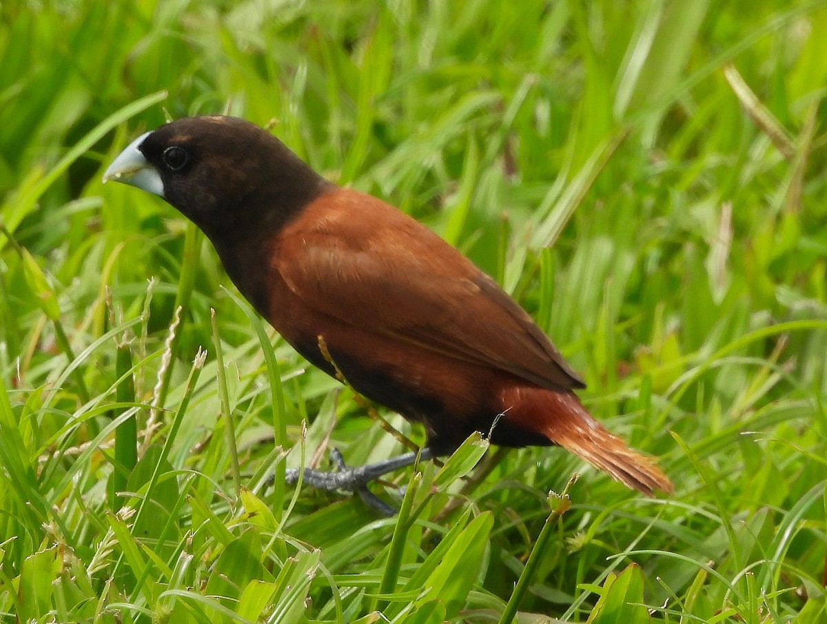 Chestnut Munia - ML642830276