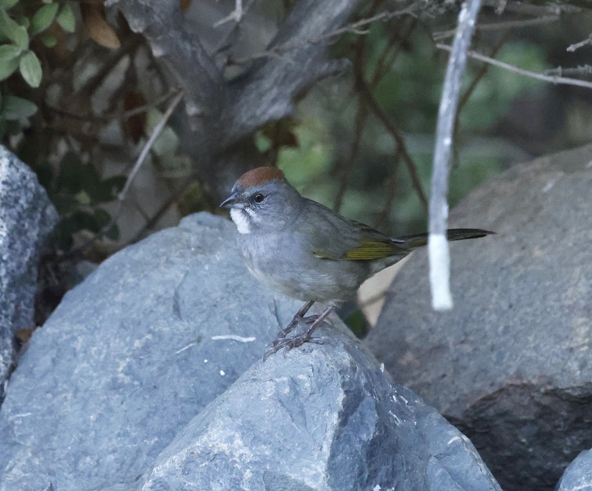 Green-tailed Towhee - ML642830277