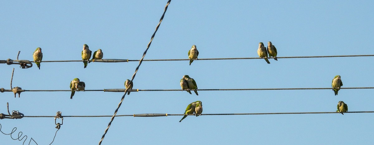 Monk Parakeet - ML642830278