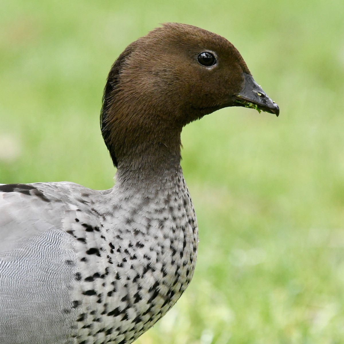 Maned Duck - ML642830283