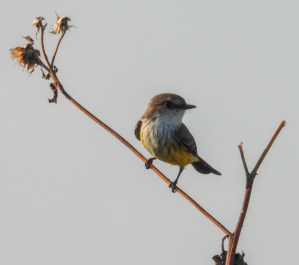 Vermilion Flycatcher - ML642830286