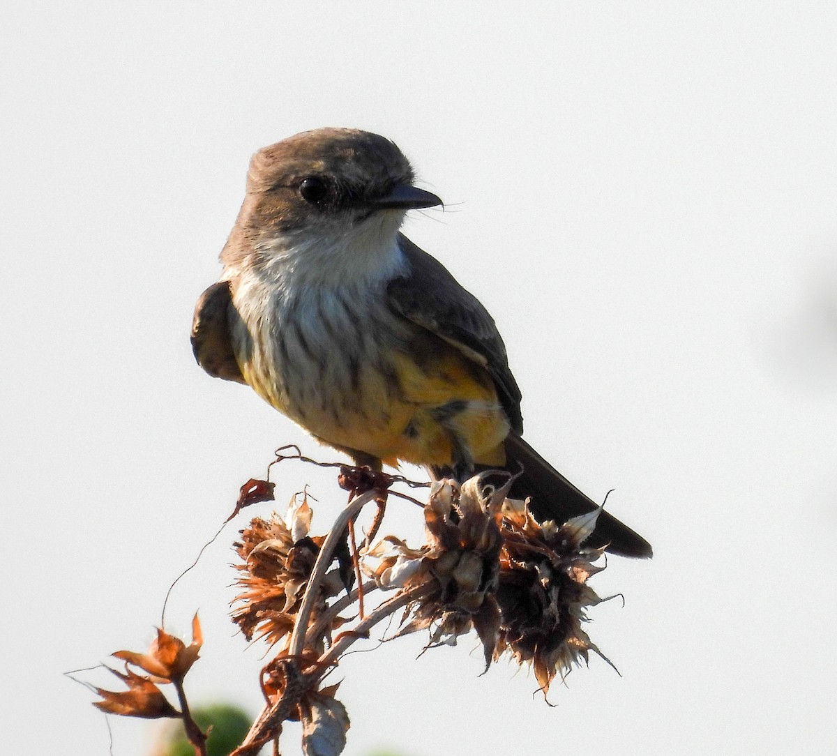 Vermilion Flycatcher - ML642830287