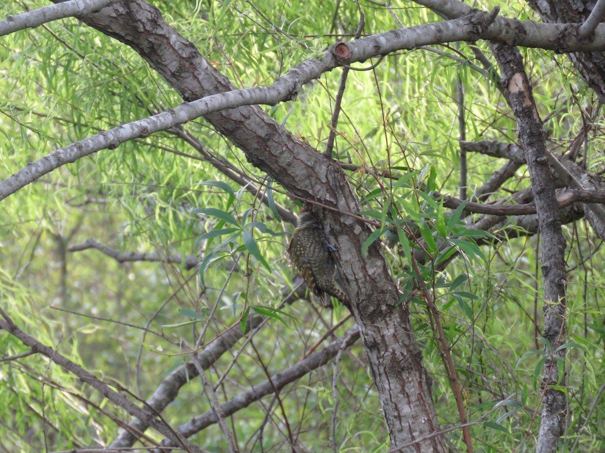 White-spotted Woodpecker - ML642830301