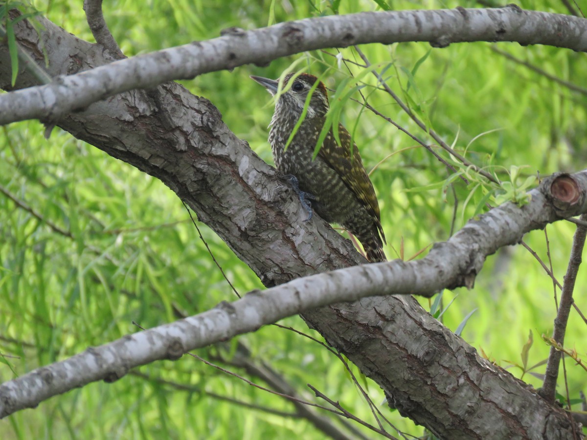 White-spotted Woodpecker - ML642830302