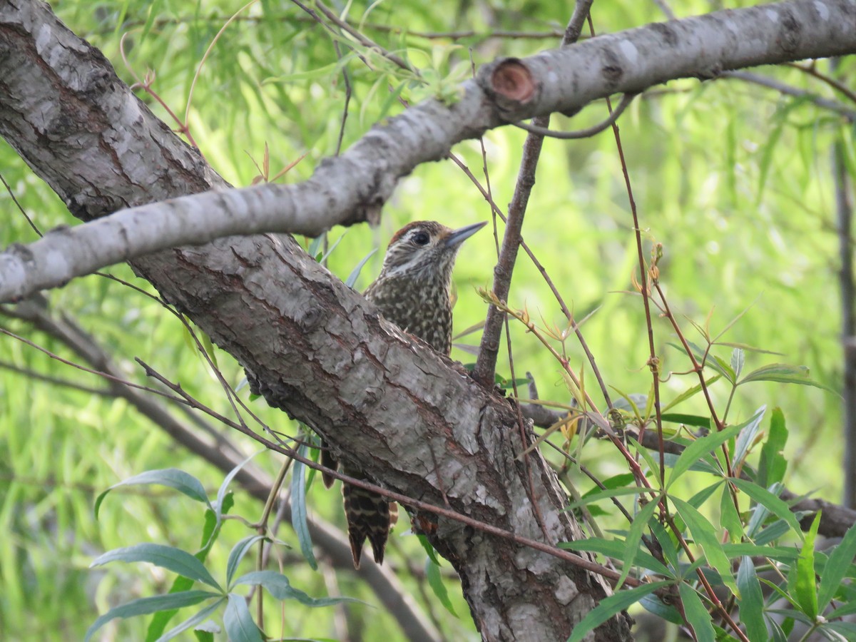White-spotted Woodpecker - ML642830303