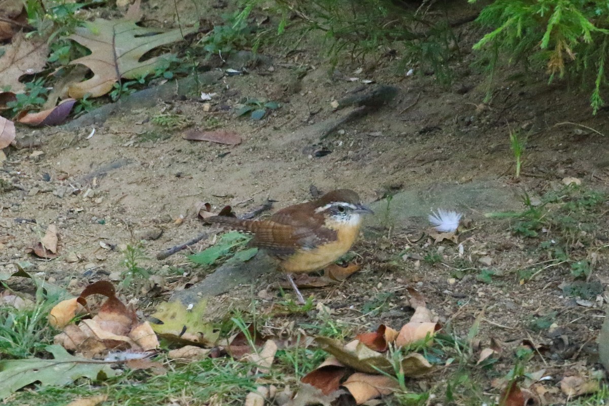 Carolina Wren - ML642830306