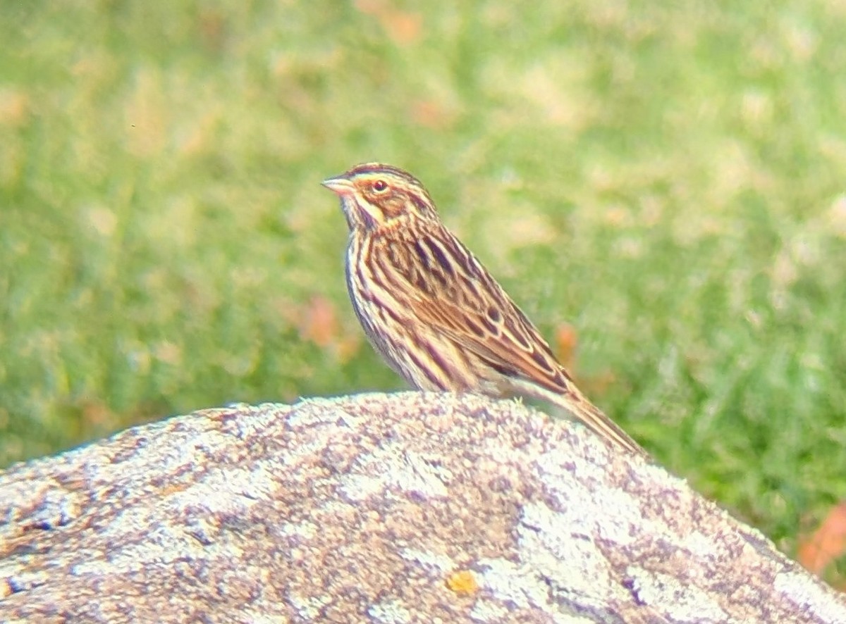 Savannah Sparrow (Savannah) - ML642830317