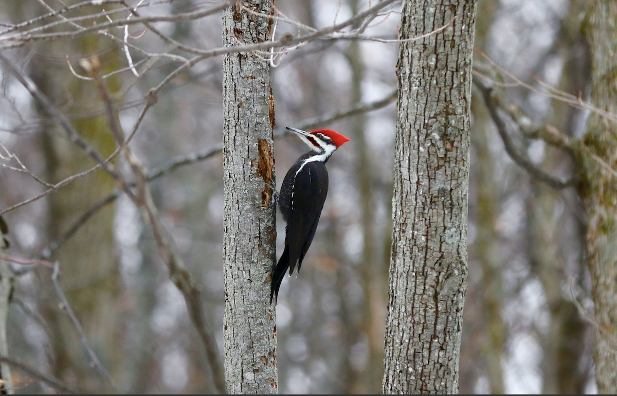 Pileated Woodpecker - ML642830321