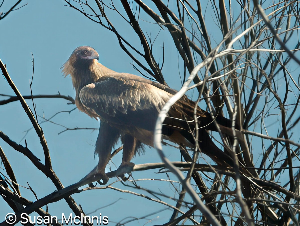 Wedge-tailed Eagle - ML642830322