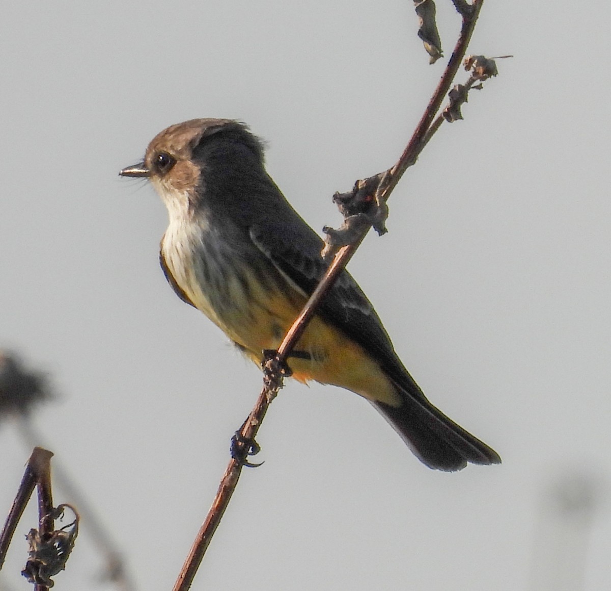 Vermilion Flycatcher - ML642830327