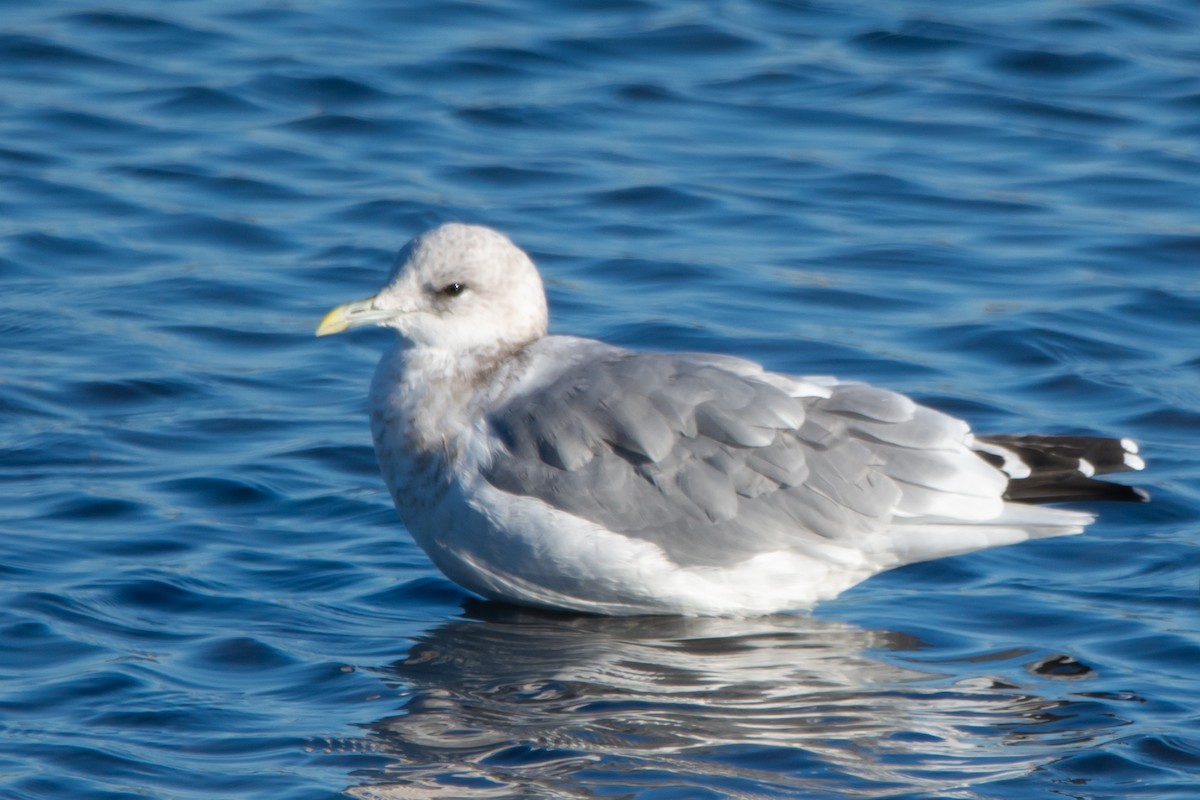 Short-billed Gull - ML642830334