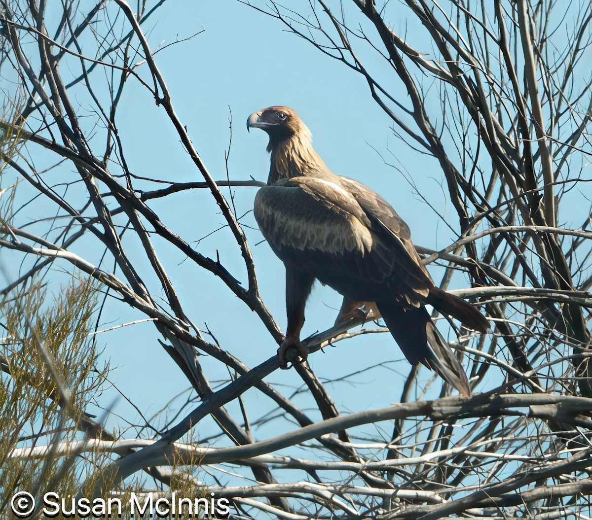 Wedge-tailed Eagle - ML642830350