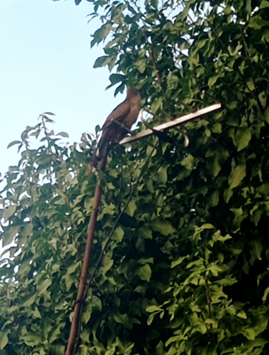 Great Lizard-Cuckoo - ML642830359