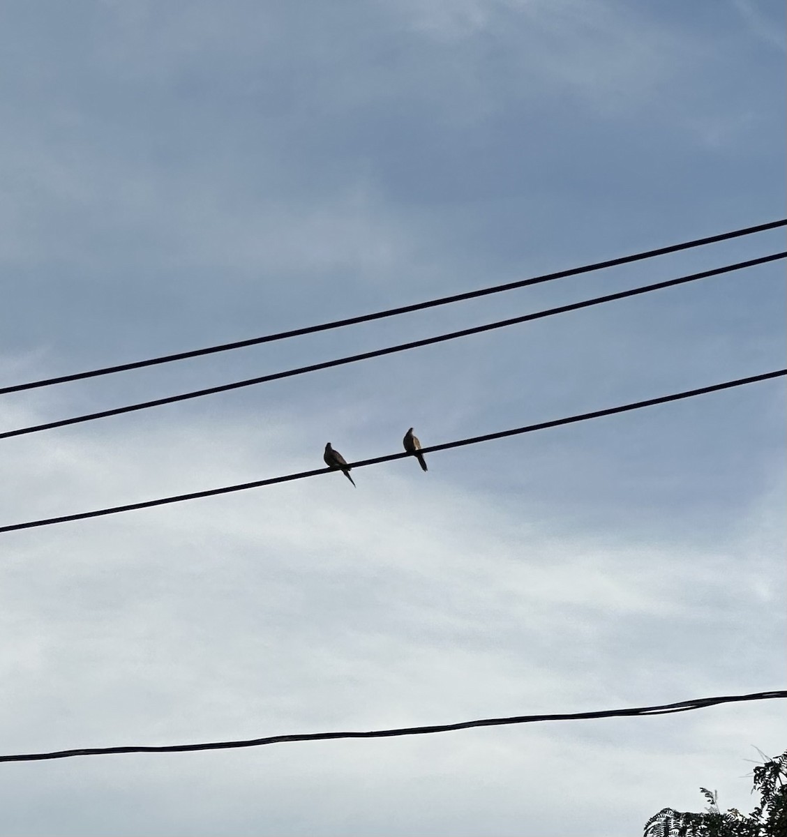 Mourning Dove - ML642830362