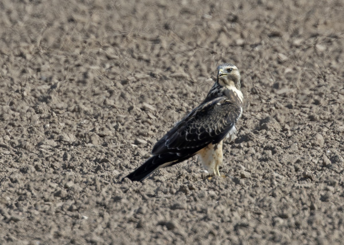 Swainson's Hawk - ML642830367