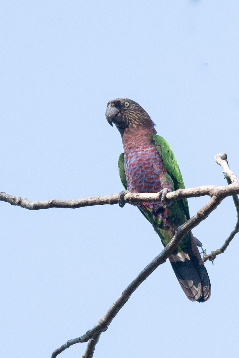 Red-fan Parrot - ML642830369