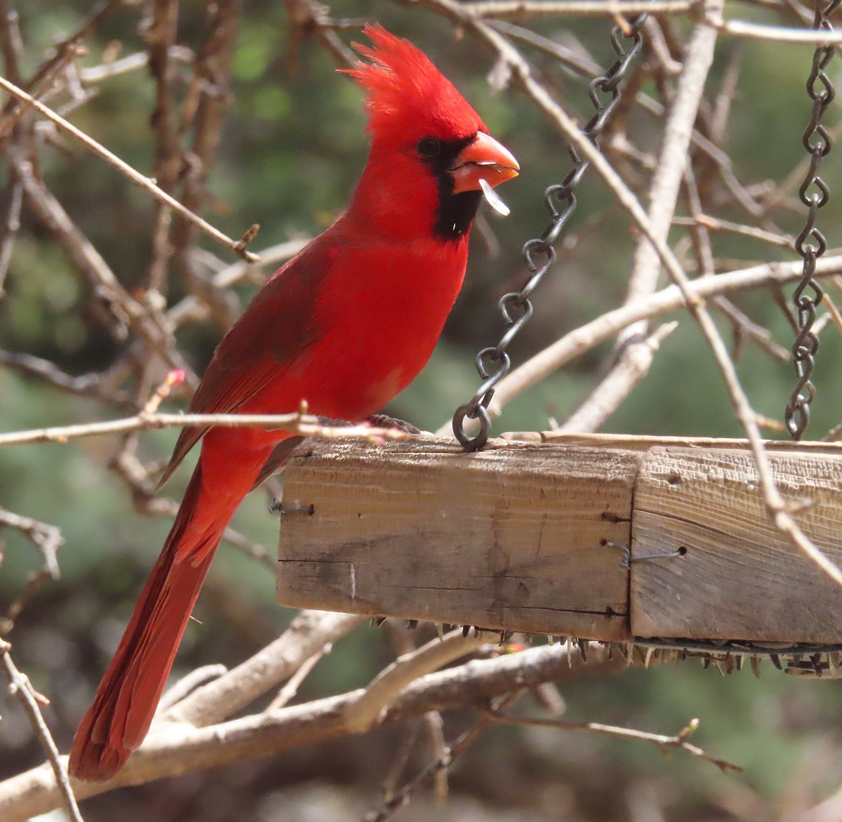 Northern Cardinal - ML642830377