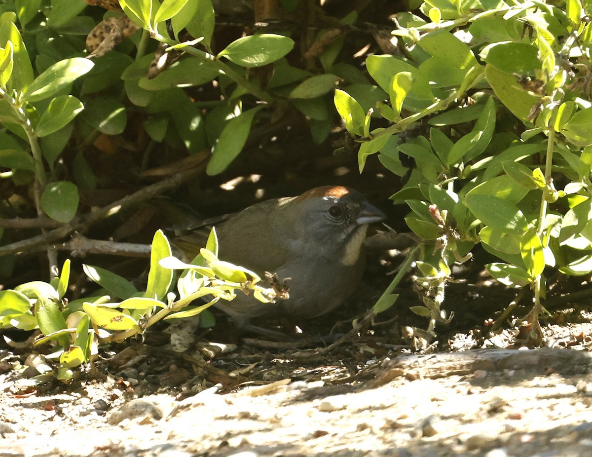 Green-tailed Towhee - ML642830378