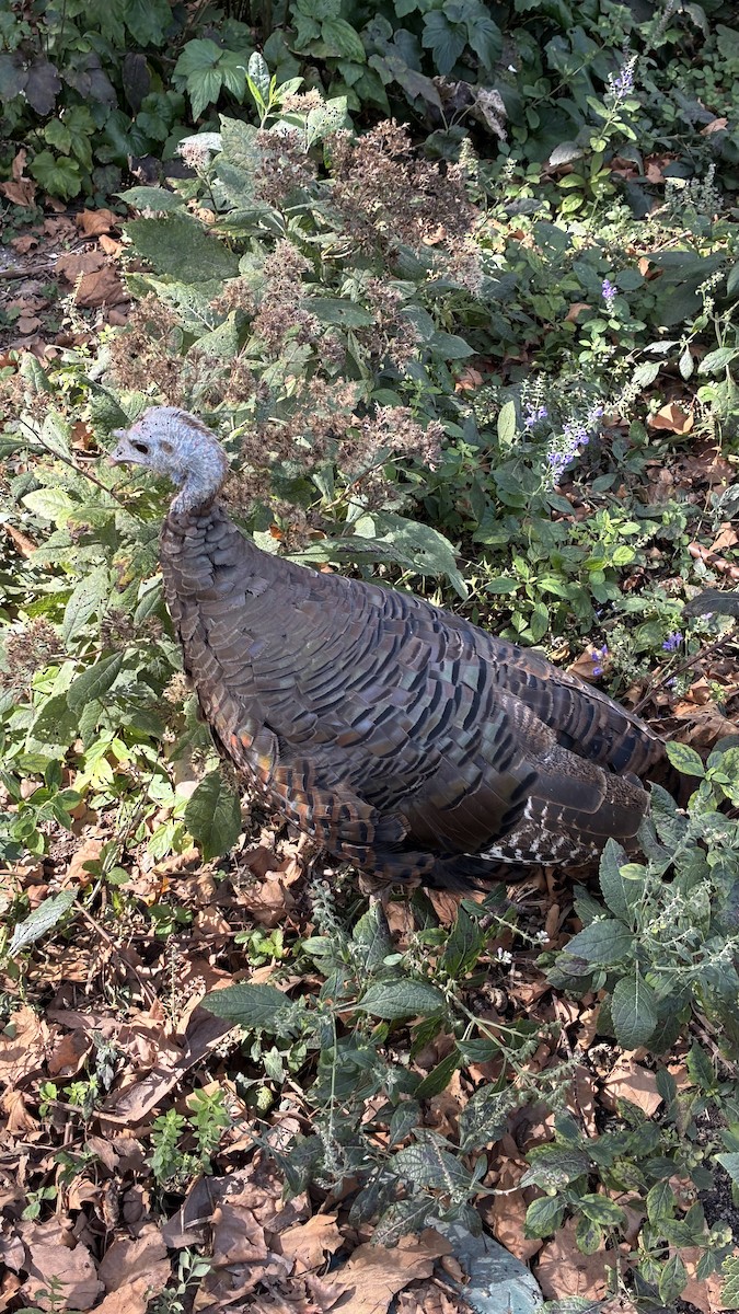 Wild Turkey - ML642830384
