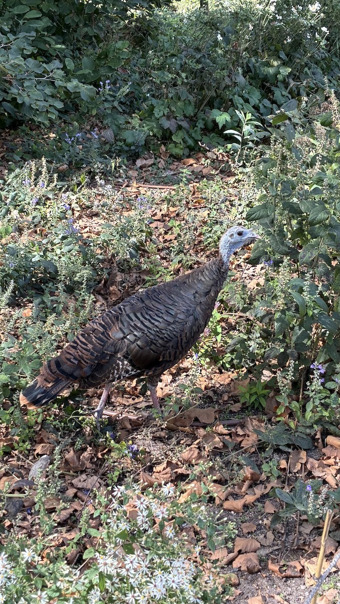 Wild Turkey - ML642830385