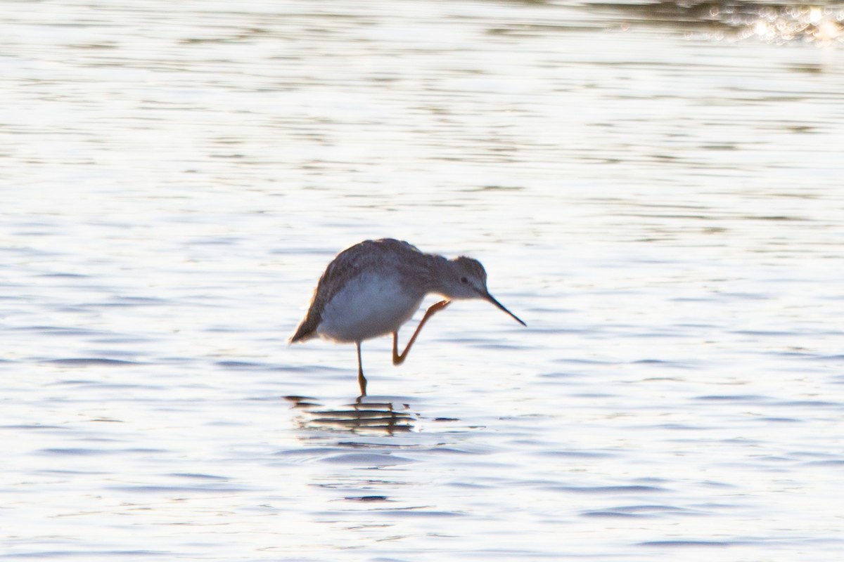 Greater Yellowlegs - ML642830388