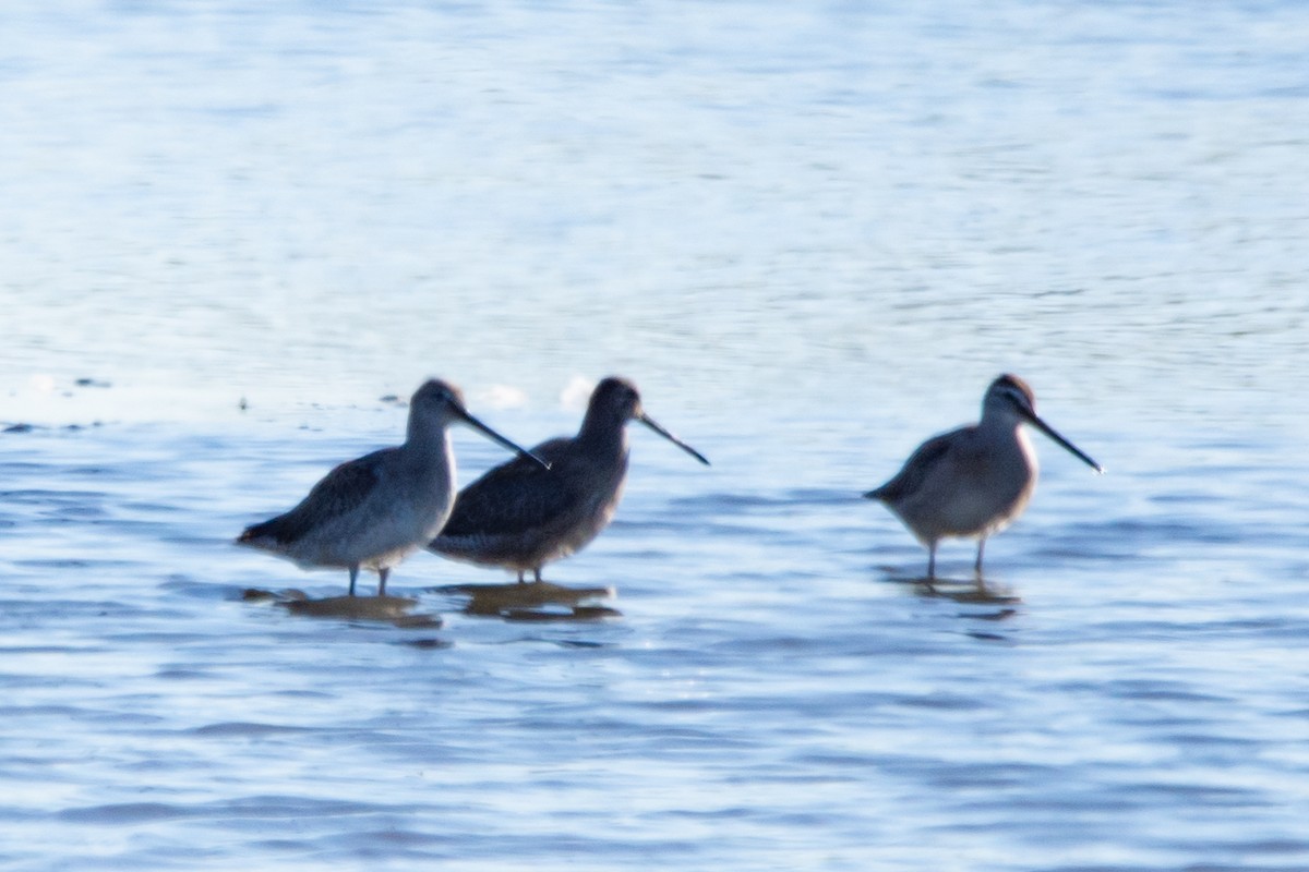 Long-billed Dowitcher - ML642830395