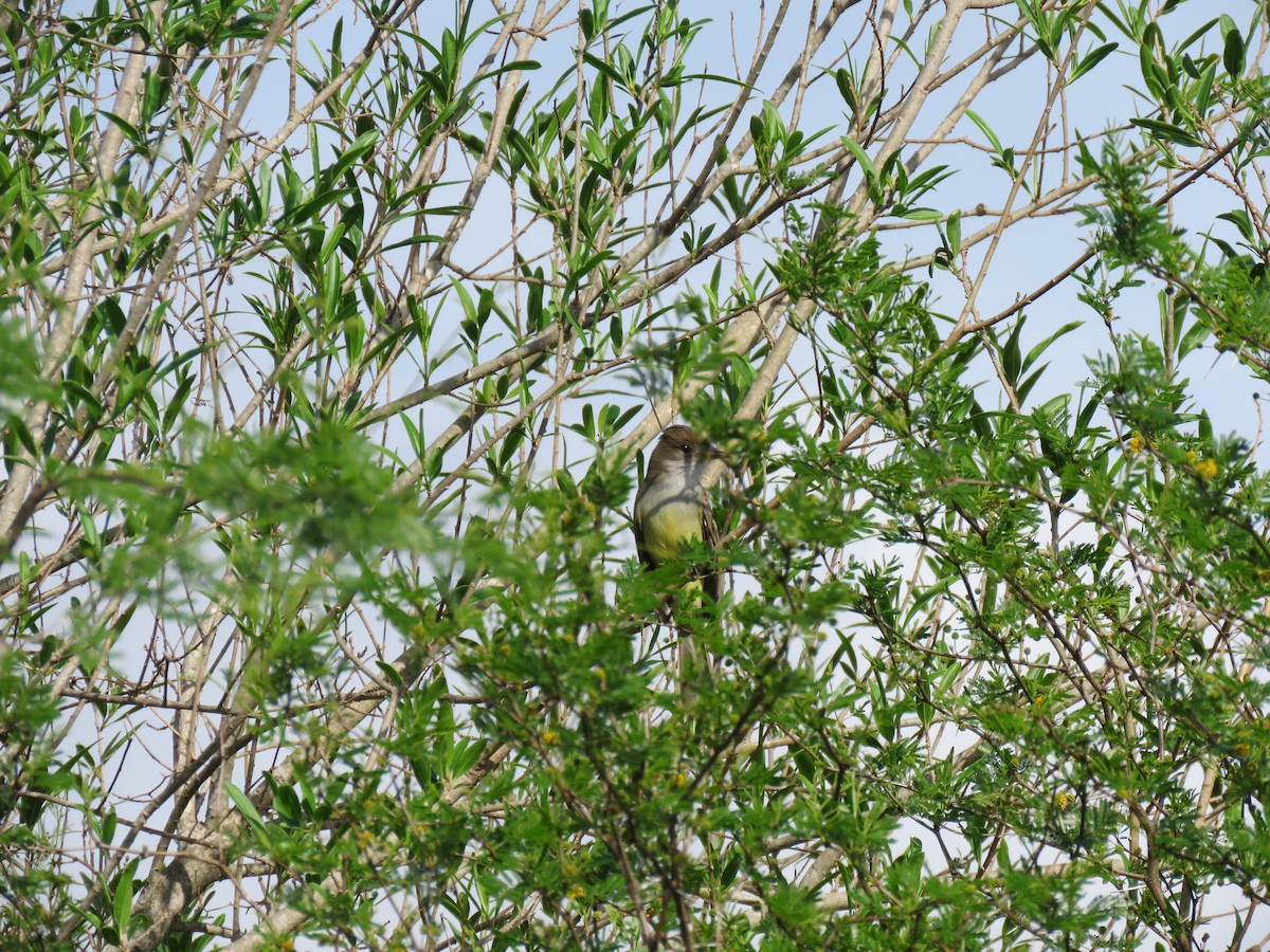 Short-crested Flycatcher - ML642830396